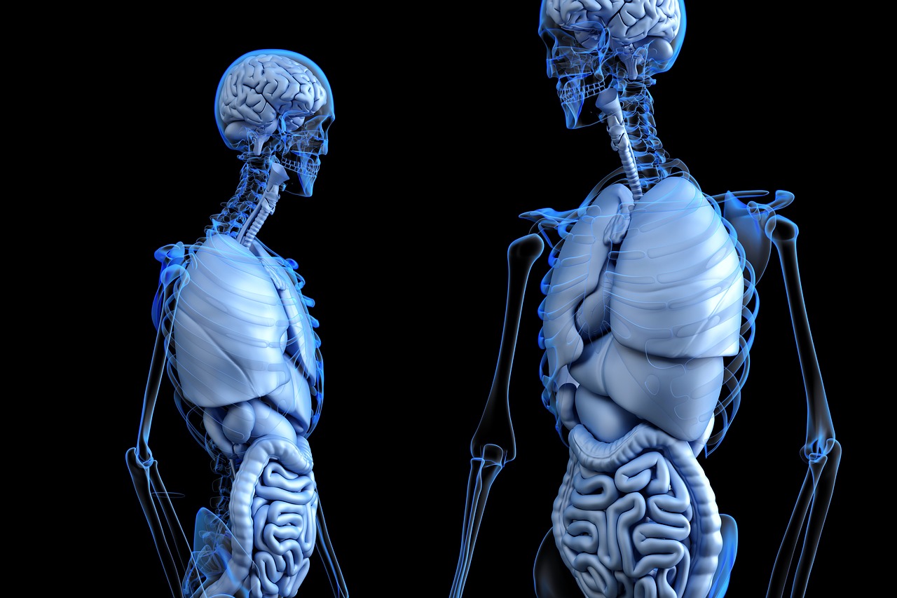 futuro del trasplante de órganos: ¿Serán en base a la impresión en 3D? 1