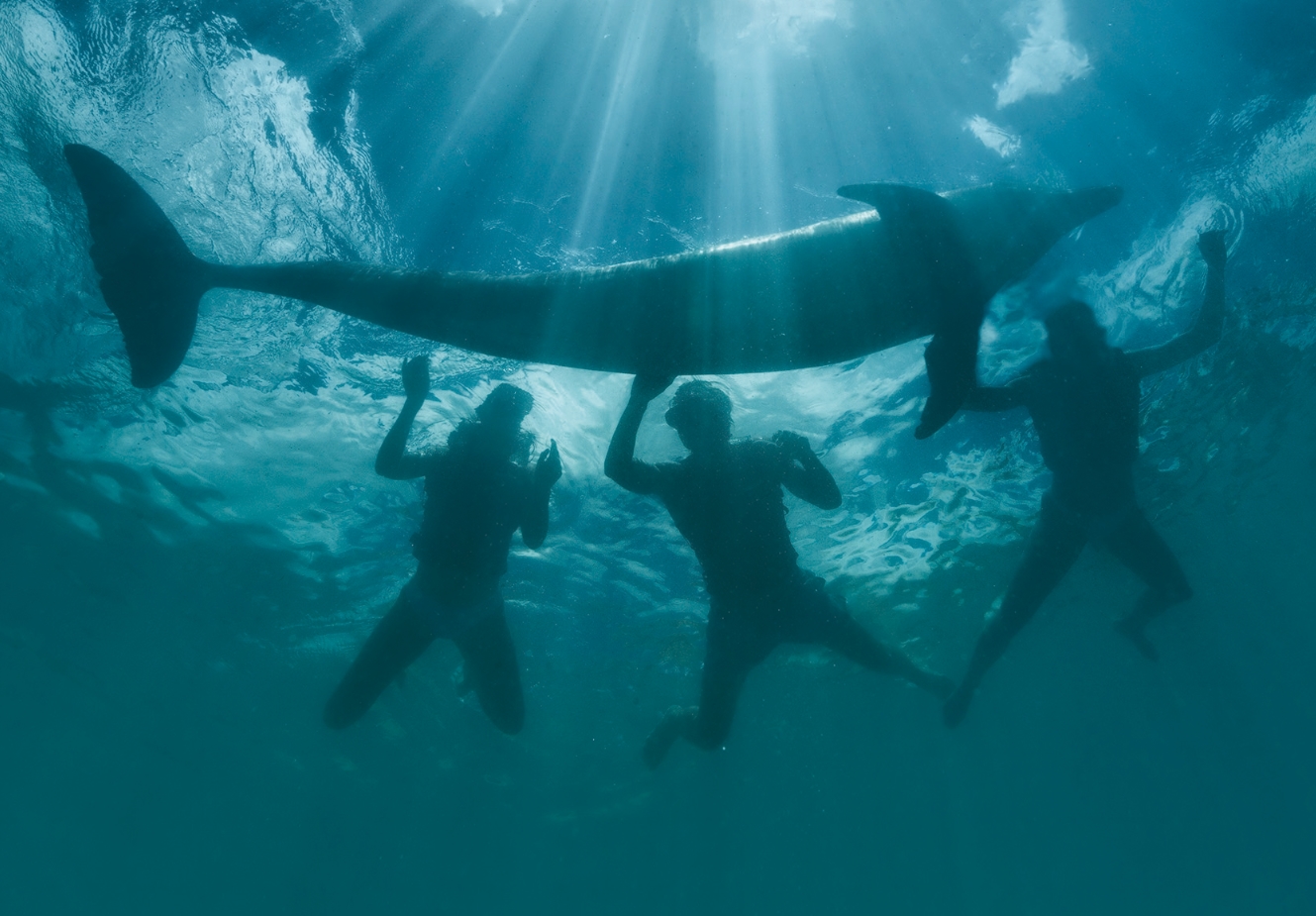 El mejor lugar para nadar con Delfines en Cancún y Riviera Maya. Un hábitat llamado Dolphinaris.