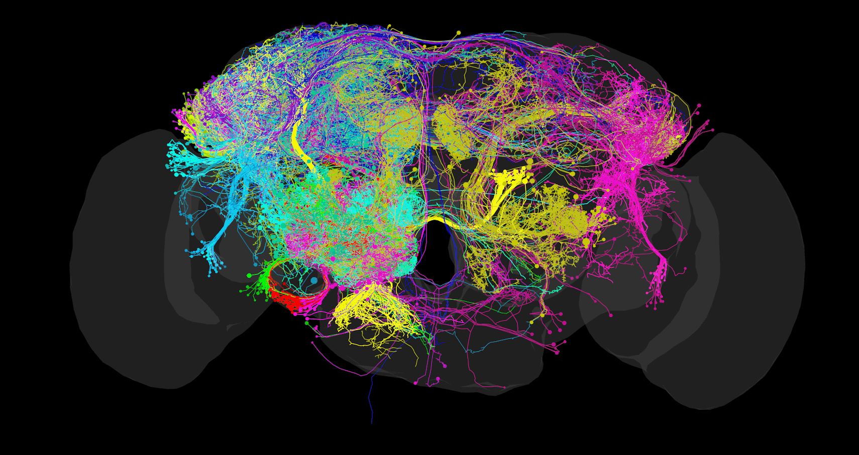 La guerra del cerebro digital: la simulación neuronal y su precio 1 https://zurired.es/wp-content/uploads/cropped-2ndreducedwholefly.png